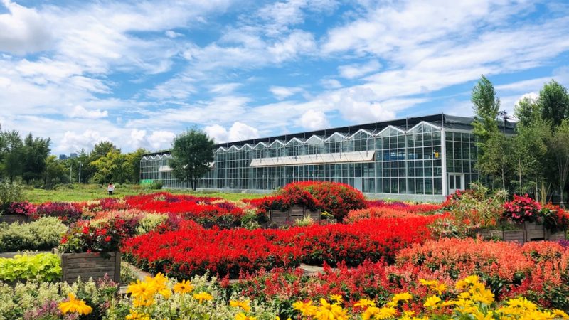 北京苗木种植深度执行标准：深度解析与实施要点