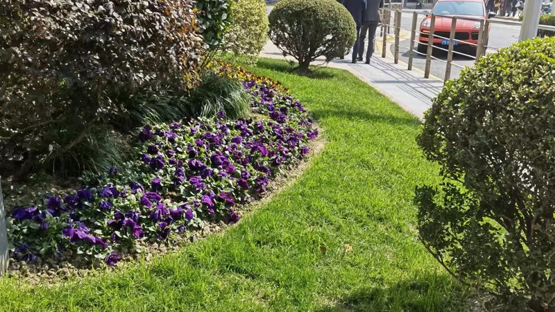 市政道路绿化报价清单：揭秘影响价格的关键因素